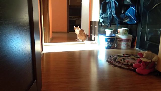 Кот нападает на мою руку. The cat catches my hand.