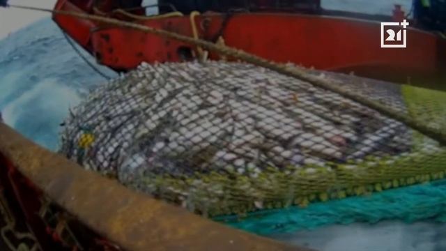 Гораздо больше мойвы будут добывать рыбаки в России