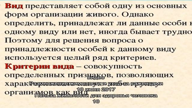 Универсальный кустарник для красоты и пользы — арония сливовидная