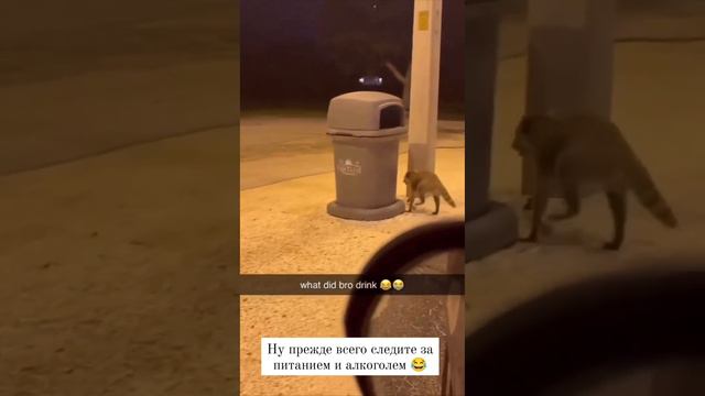 Пьяный енот - горе в семье