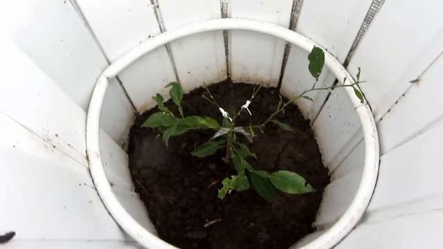 цитрус в яме, как перезимовал