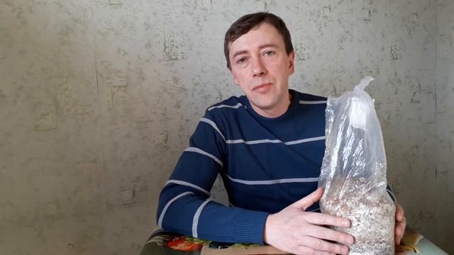 Опенок тополиный выращиваем дома.