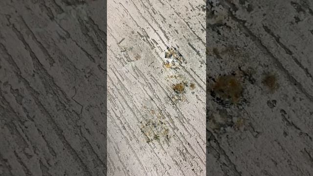 Защита от плесени любых поверхностей Доминар