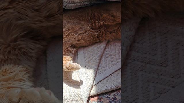 Когда вкусненько поел и лежишь на солнышке, греешь пузико #кот #cat #котик