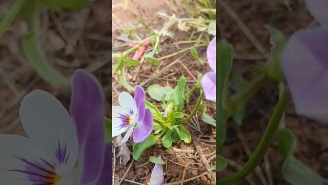 Viola Tricolor Wild Pansy