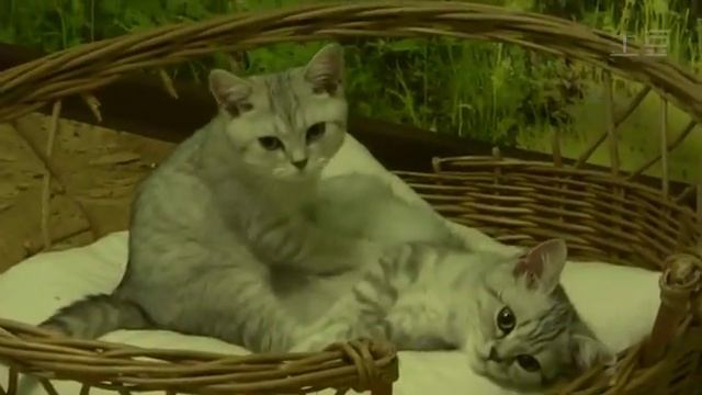Кот делает массаж кошке
