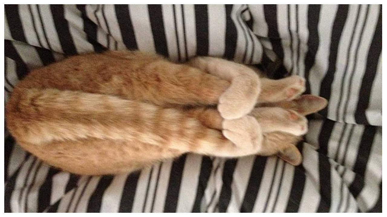 Котики спят
