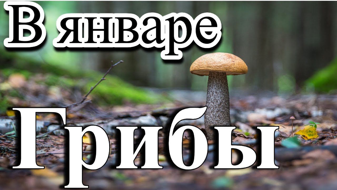 "Огромные грибы" Тараз (Джамбул) #тараз