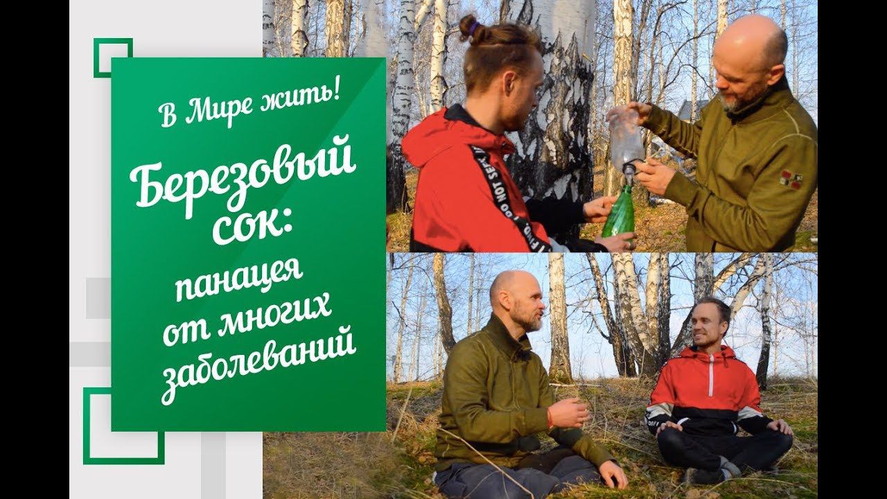 В Мире жить |  Березовый сок: панацея от многих заболеваний