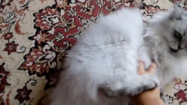 Писать больно кошка искупала!ай