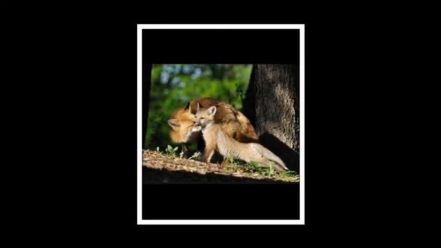 Мама, она и в Африке - Мама!  Тепло и доброта фотографий самой природы