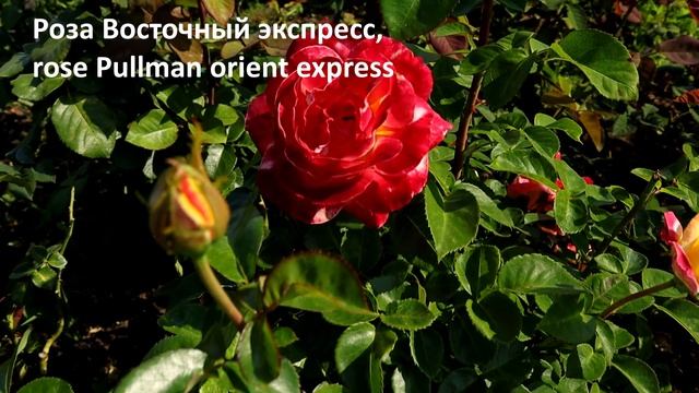 7 РОЗ МЕНЯЮЩИЕ ОКРАС до неузнаваемости изумительное зрелище! Здоровые розы с энергией роста!