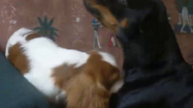 Latvian Hound and cavalier