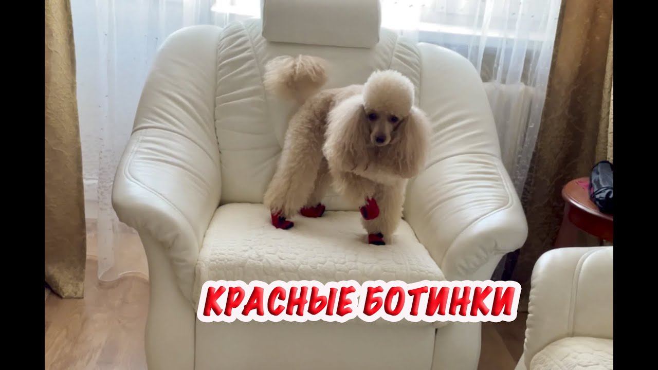 Первые шаги пуделя Денди в обуви