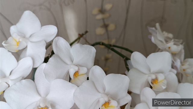 Пышное цветение орхидей🌺