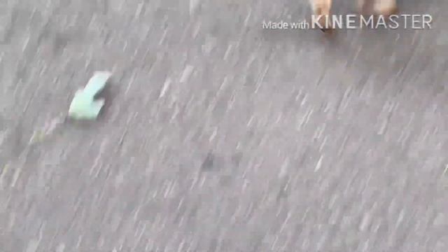 Monster Truck, сальто на брусьях