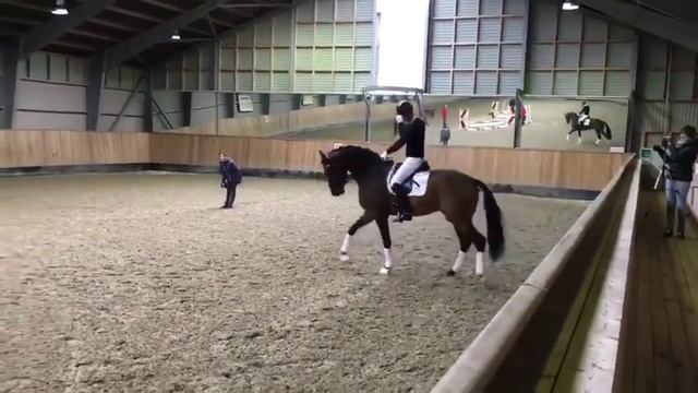 Выездковая лошадь пытается прыгать