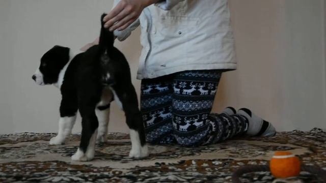 ОЕССЕНН СТИЛЬ СИЛЬВИЯ 2 месяца