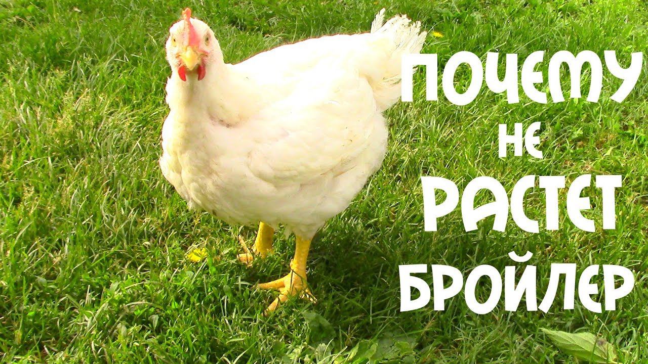 Я  ЗНАЮ ПОЧЕМУ НЕ РАСТУТ БРОЙЛЕРЫ!