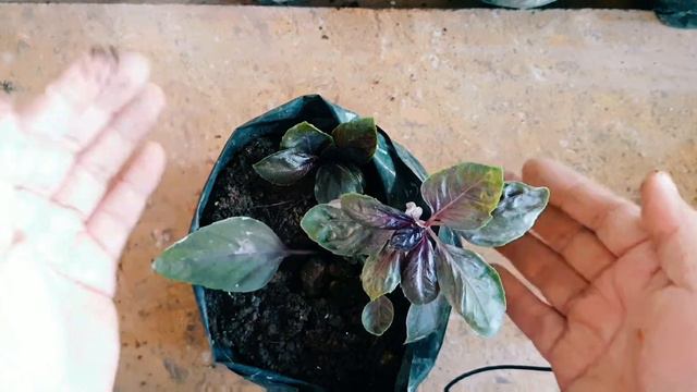 AMETHYST BASIL CARE AND PROPAGATION