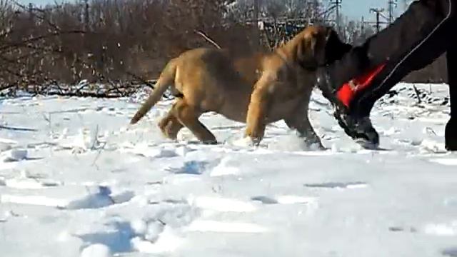 Mastiff 4.mpg