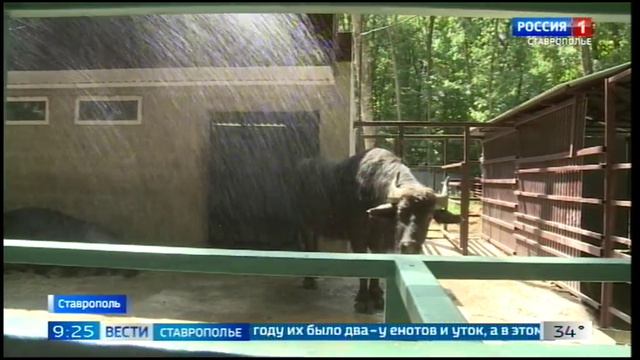 Как помогают справиться с жарой обитателям ставропольского зоопарка