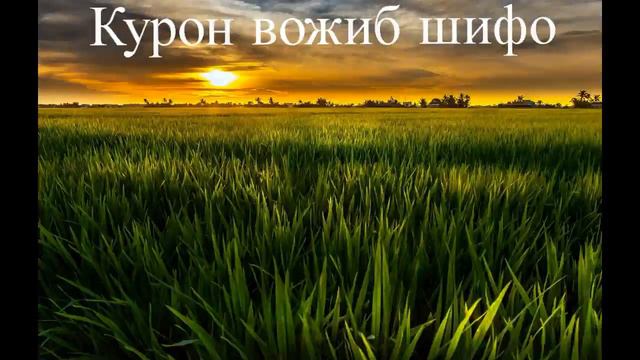 Жинкашлар пирамидаси.