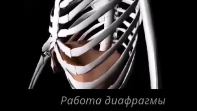Диафрагма  Анимация