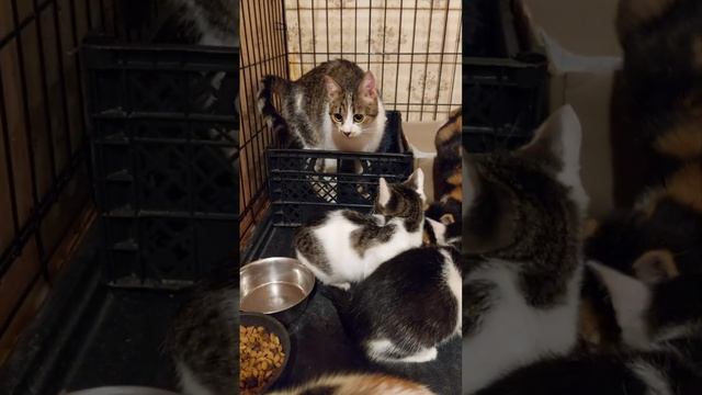 Выброшенные кошка с котятами