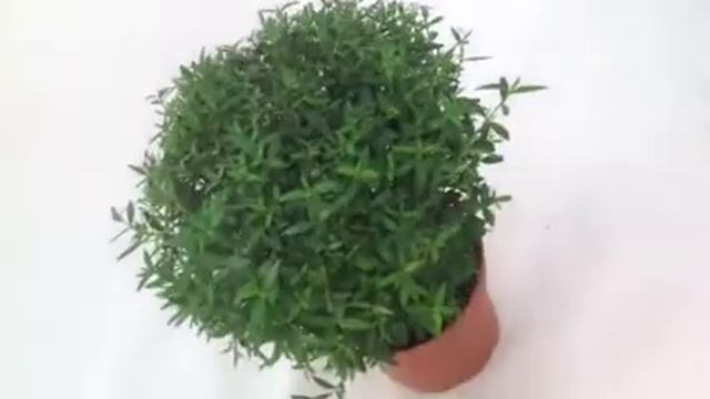 Мирт