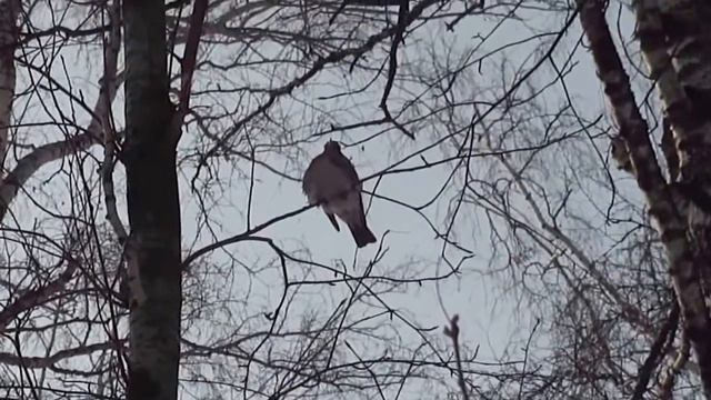 Красивые птицы зимой