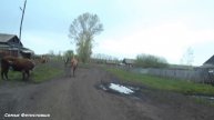 Вопрос-ответ. Влог. Животные. Пасека. Покупки // Семья Фетистовых