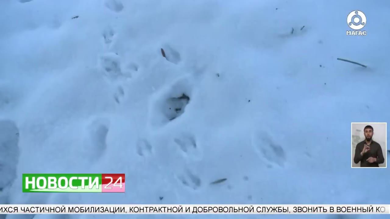 Сюжет НТРК «Магас»: В Ингушетии стартовал учет диких животных и птиц по методике ЭМУ