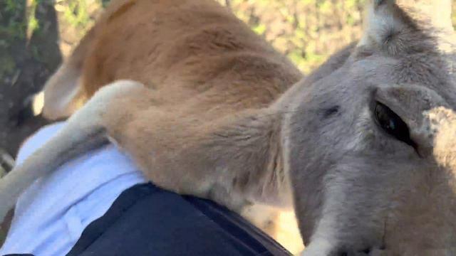 How to Fight a Kangaroo (and talk to eggs)