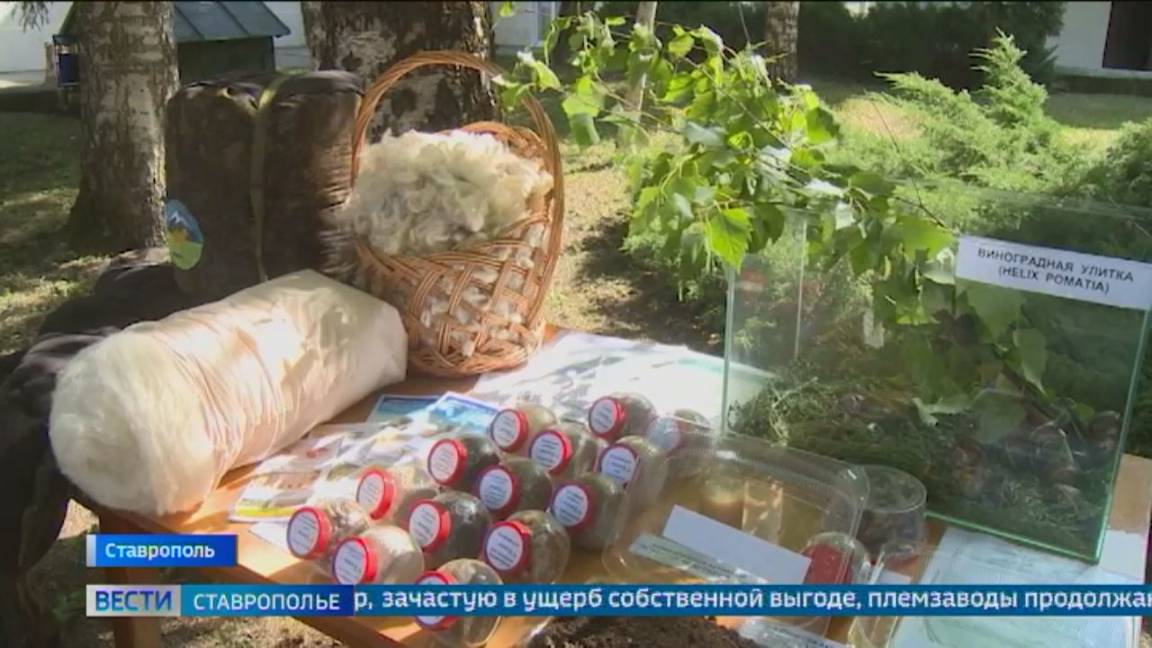 В Ставрополе прошло заседание по вопросам развития рынка переработки шерсти