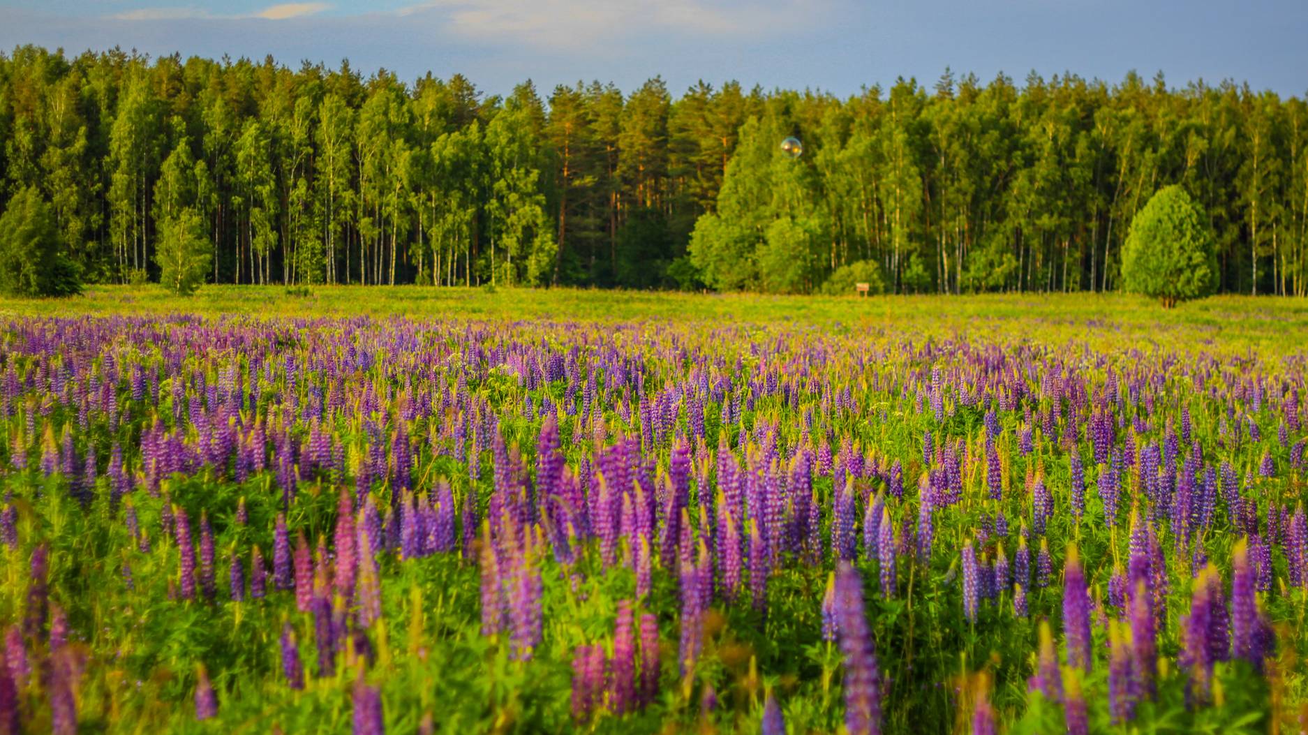 Великолепие Подмосковья    The splendor of the Moscow region