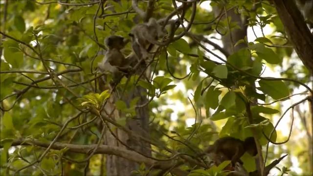 Langur baby playing on a tree