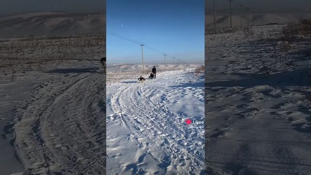 29-01-2024 катание на хаски красноярск