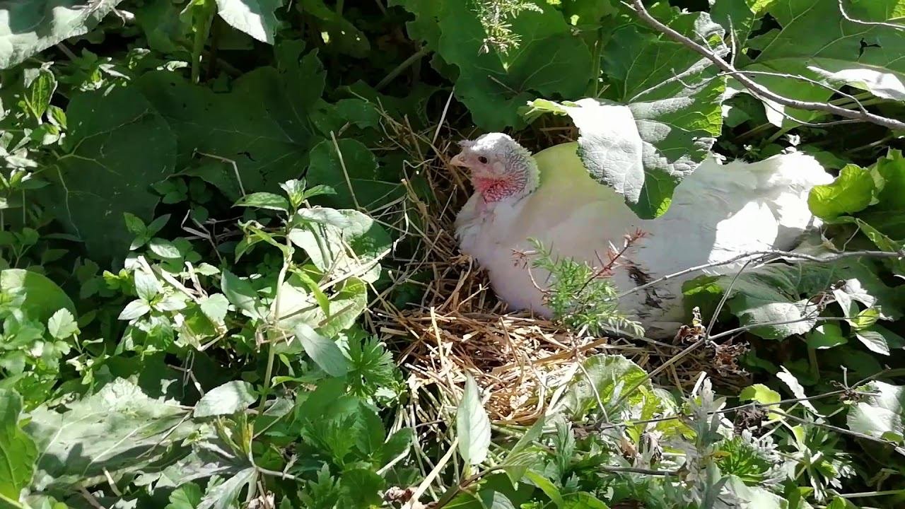 Индюки. Индюшка на гнезде.