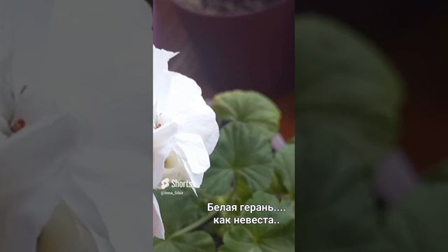 Ещё один шедевр природы!🙏💫