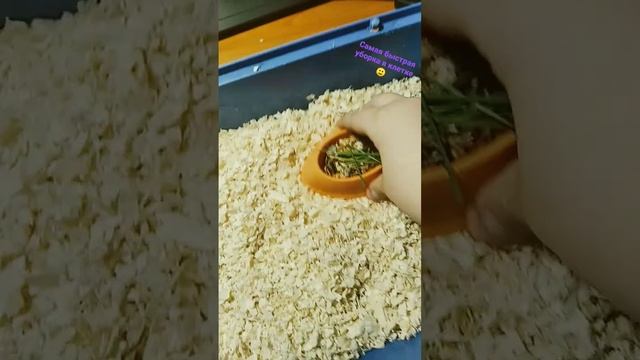 Быстрая уборка у хомяков! Песня Высоцкого - Гимнастика