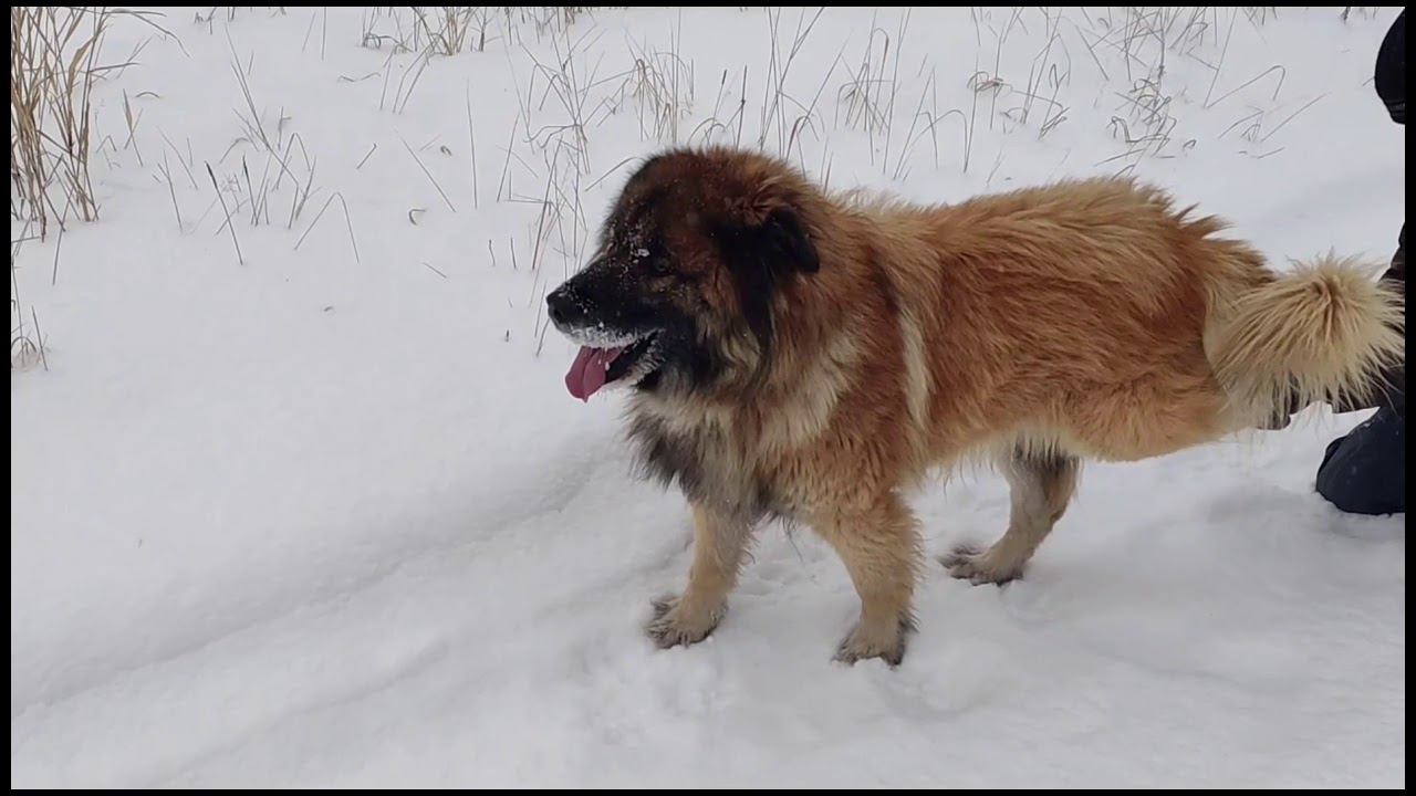 Прогулка в зимний лес