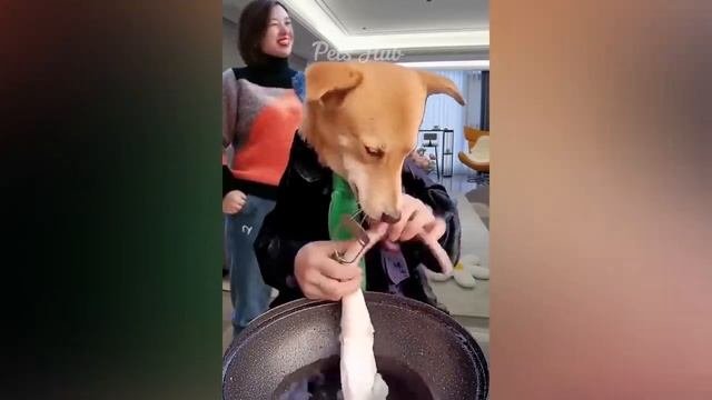 Смешные животные - Смешные кошки/собаки/птицы - Смешные видео с животными 43