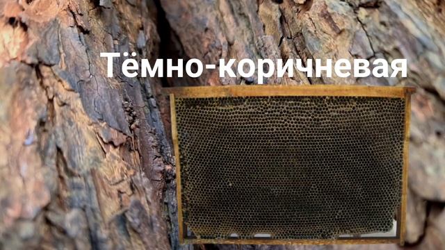 Учимся отличать рамки для пчёл!