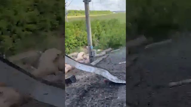 Как оказалось, в ДТП с поездом и грузовиком в Павловском районе пострадали свиньи. Много свиней. 😱