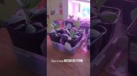 рассада эустомы