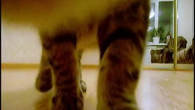 Кот Василь чихает. Скрытая камера.Hidden Camera.
