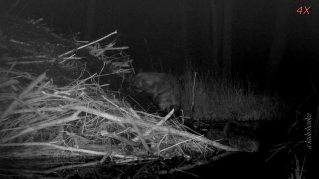 КАК БОБРЫ СТРОЯТ ХАТКУ часть 3. HOW BEAVERS BUILD A HUT part 3