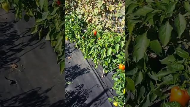 АГРОВОЛОКНО ОСЕНЬ , СБОР УРОЖАЯ