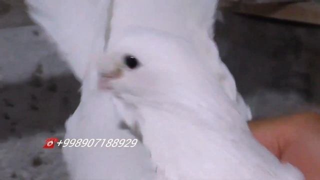 Бухарские Голуби в гостях у Голубевода Ака Амина город БухараОчень приятно голуби???